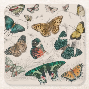 Antike Schmetterlingsillustration: 1820 Goldschmie Rechteckiger Pappuntersetzer