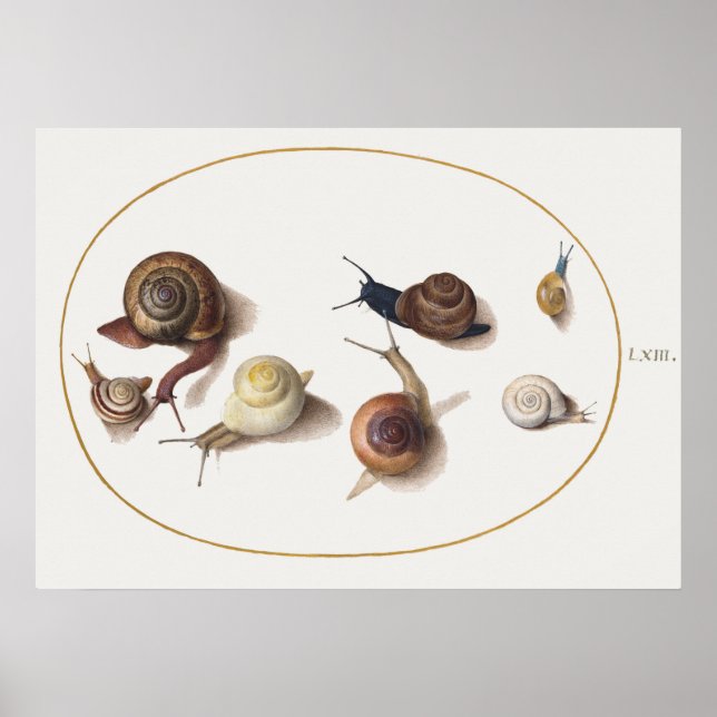 Antike Schnecken Poster (Vorne)