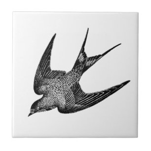 Antike Schwalben-Illustration - Vogel aus dem 19.  Fliese