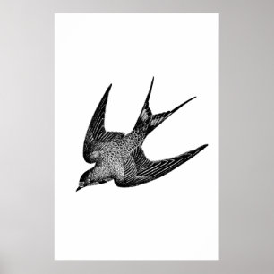 Antike Schwalben-Illustration - Vogel aus dem 19. Poster