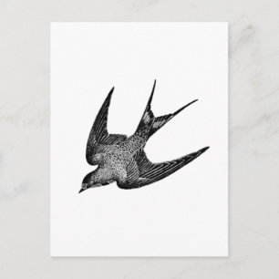 Antike Schwalben-Illustration - Vogel aus dem 19. Postkarte