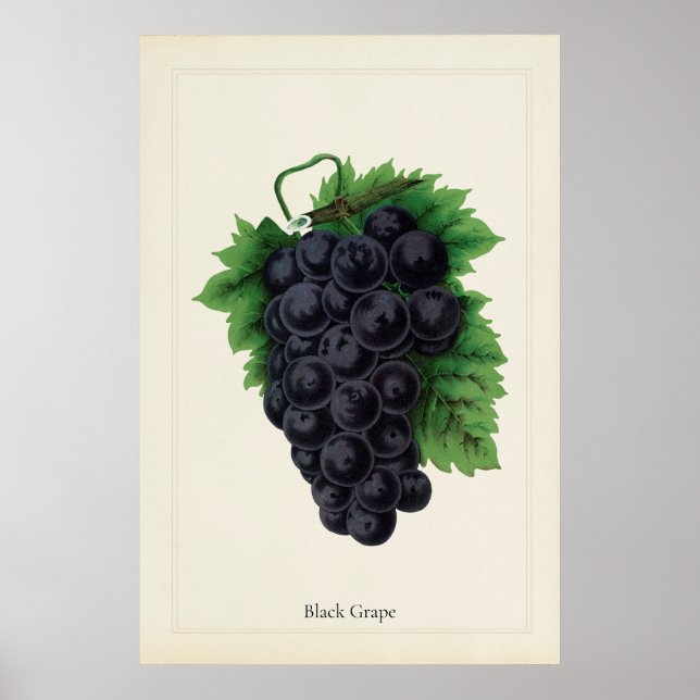 Antike Schwarze Trauben Botanischer Kulinarischer  Poster (Vorne)