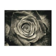 Antike schwarze und weiße Rose