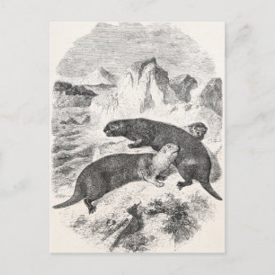 Antike Seeotter 1800er Otter-Illustration Postkarte