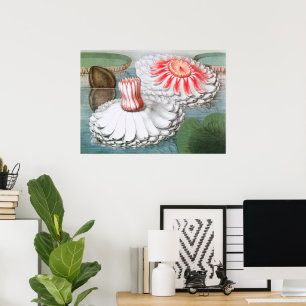 Antike Seerosen Blumen in einem Teich Poster