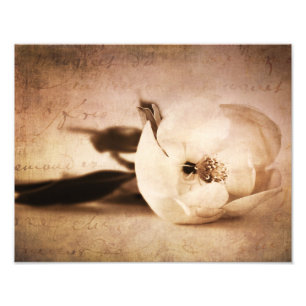 Antike Sepia-Magnolienblume Florale Blume Fotodruck