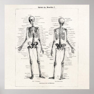 Antike Skelett-Menschliche Anatomie Knochen Schäde Poster