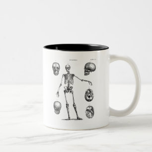Antike Skelette Anatomie Skelette 19. Jahrhundert Zweifarbige Tasse
