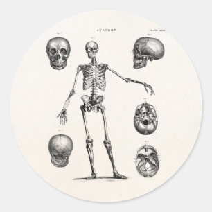 Antike Skelette Anatomie Skelette aus dem 19. Jahr Runder Aufkleber