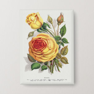 Antike Sonnenuntergangs-Rose Gelb & Orange Botanis Button