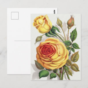 Antike Sonnenuntergangs-Rose Gelb & Orange Botanis Postkarte
