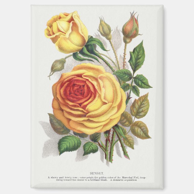 Antike Sonnenuntergangsrose Gelb & Orange Botanisc Magnet (Vorderseite)