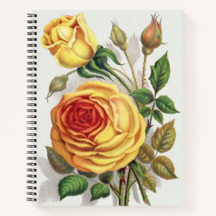 Antike Sonnenuntergangsrose Gelb & Orange Botanisc Notizbuch