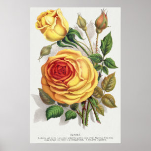 Antike Sonnenuntergangsrose Gelb & Orange Botanisc Poster