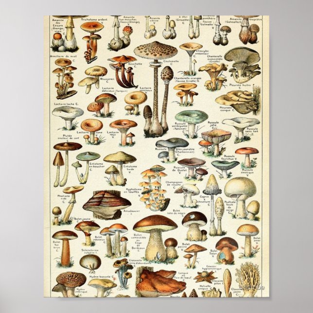 Antike Speisepilz-Tabelle Poster (Vorne)