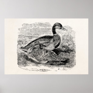 Antike Stockentenente - Enten Vögel Vorlage Poster