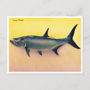 Antike Tarpon Florida Reise Postkarte