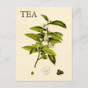Antike Teeplantage Postkarte