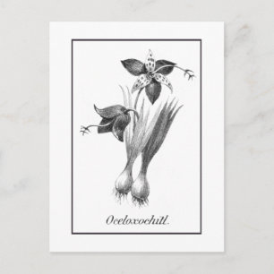 Antike Tigerblumen-Radierkarte Postkarte