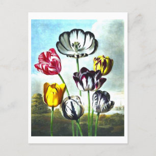 Antike Tulpen-Postkarte Postkarte