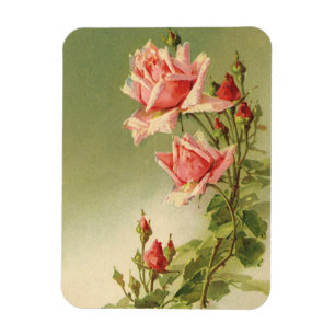 Antike Valentinstag-Rosa viktorianische Gartenrose Magnet