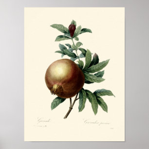 Antike Viktorianische Ära Granatapfel Illustration Poster