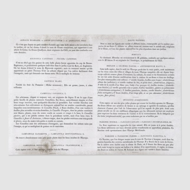 Antike Vintage französische Buchseiten Seidenpapier (Vorderseite)