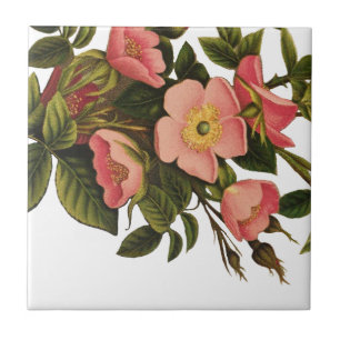 Antike Vintage-Kunst-Rosen-Blumen-Kunst-Illustrati Fliese