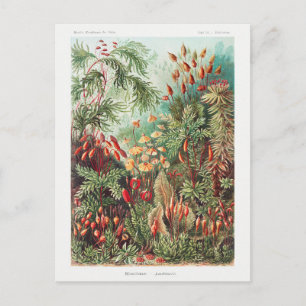 Antike Vintage Natur Blumen Regenwald Postkarte