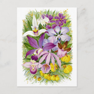 Antike/Vintage Orchideen Postkarte