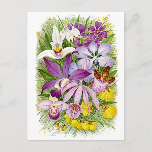 Antike/Vintage Orchideen Postkarte (Vorderseite)
