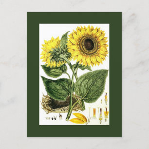 Antike Vintage Sonnenblume botanischer Garten PCs Feiertagspostkarte