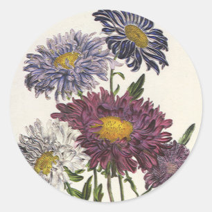 Antike violette Aster-Blüten im Vintage-Blumenstil Runder Aufkleber
