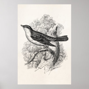 Antike Vogelillustration Nachtigall Vögel 1800er J Poster