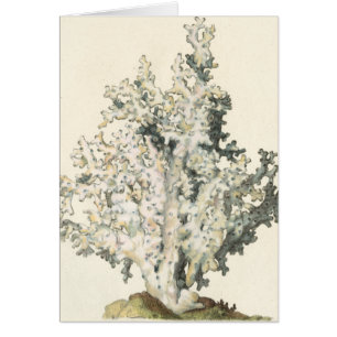 Antike Wasserfarbenkoralle