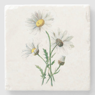 Antike weiße Gänseblümchen-Blumenillustration Flor Steinuntersetzer