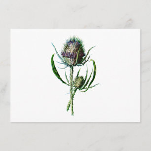 Antike Wildblume Distel Schottland Vintage 1902 Karte