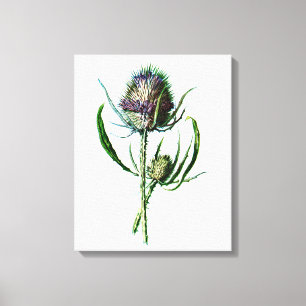 Antike Wildblume Distel Schottland Vintage 1902 Leinwanddruck