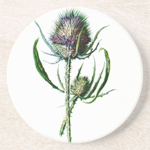 Antike Wildblume Distel vintage 1902 Schottland Sandstein Untersetzer