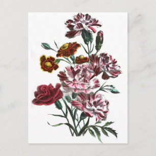 Antike Zeichnung: Flämische rosa Blumen Postkarte