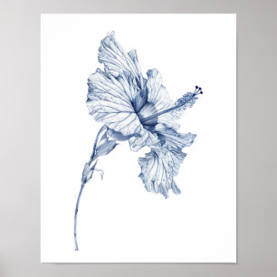 Antike Zeichnung Hibiskus-Blumen-Skizze Hibiskus , Poster