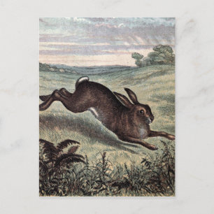 Antike Zeichnung: Laufender Hase auf einem Feld Postkarte
