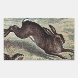Antike Zeichnung: Laufender Hase auf einem Feld Rechteckiger Aufkleber