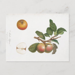 ANTIKER BOTANISCHER DRUCK APPEL UND ZWEIG POSTKART POSTKARTE