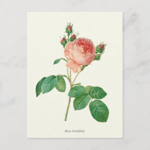 Antiker Botanischer Druck der Rosa Pink Postkarte