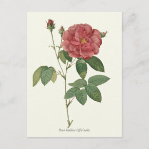Antiker Botanischer Druck der Roten Rose Postkarte