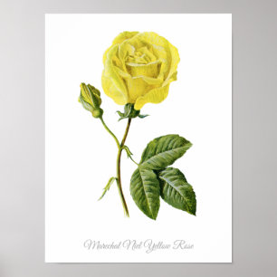 Antiker botanischer Druck Maréchal Niel Gelbe Rose Poster