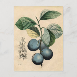 Antiker botanischer Druck - Pflaume Postkarte