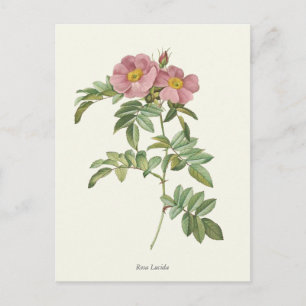 Antiker Botanischer Druck Rosa Rosen Postkarte