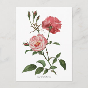 Antiker Botanischer Druck Rosa Rosen Postkarte